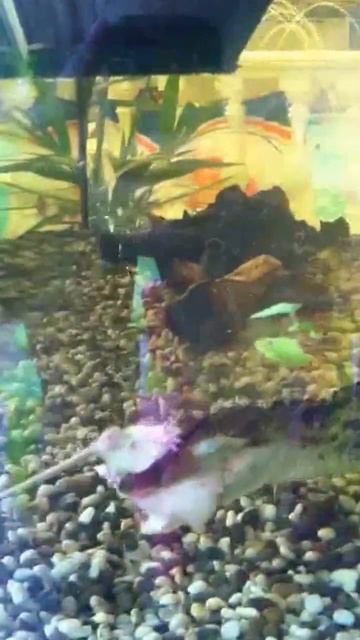 Aqua battle крыса против крокодила смотреть онлайн