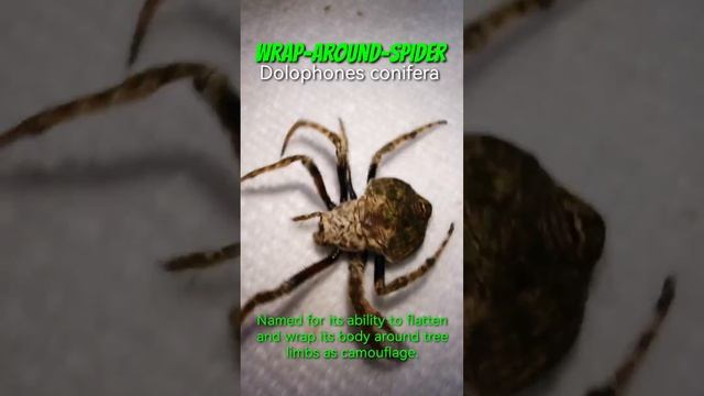 Wrap-Around-Spider! Dolophones conifera. Gagambang BakaBaka. смотреть онлайн
