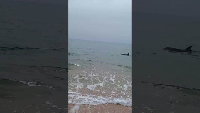 дельфины в Витязево смотреть онлайн