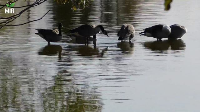 Sounds of Geese, Outdoors 4K смотреть онлайн