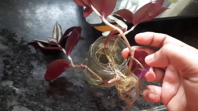 Best hanging plant | wandering jew care and propagation in tamil| fast growing hanging plants |