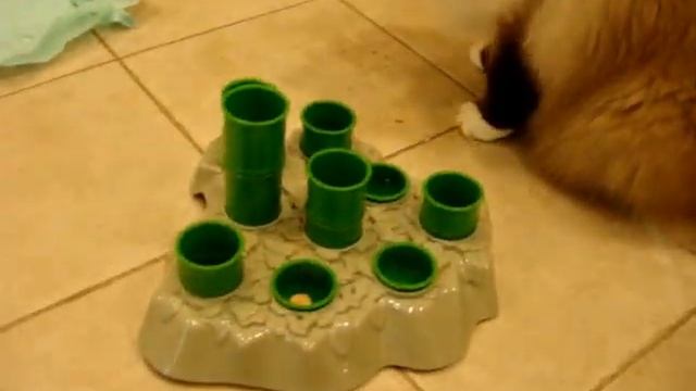 Ragdoll Cats Check out Aïkiou Stimulo Cat Feeding Station - ねこ - ラグドール -- Floppycats смотреть онлайн