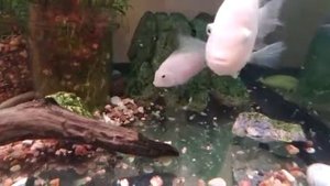 Розовые фламинго вывели тучу мальков