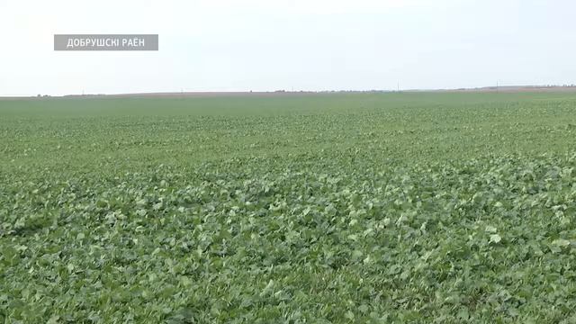 Сев озимых смотреть онлайн