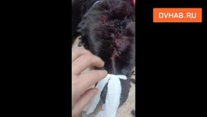 Алабая спасли подростки из рук живодера