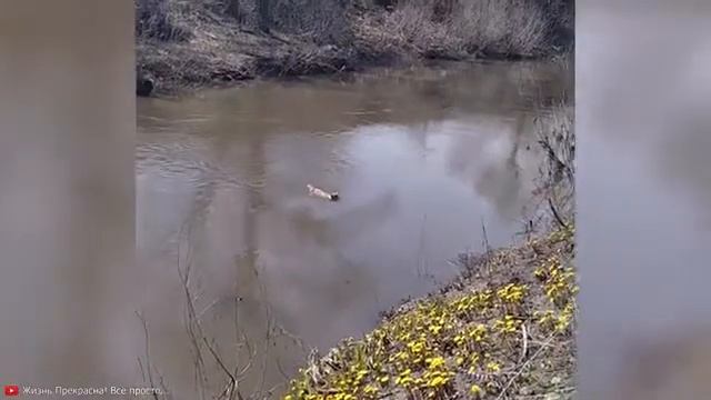 вот это любовь!!! самая чистая и настоящая!!! я в восторге!