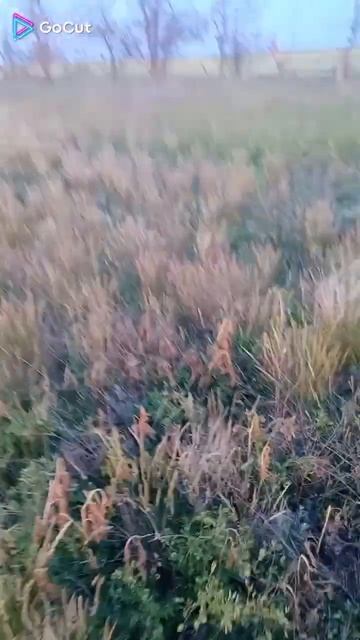 По пути домой  Ёж  попался на дороге !