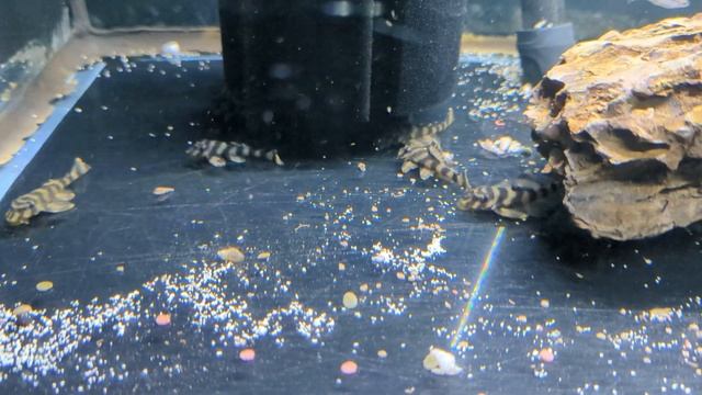 L168 - Butterfly Pleco