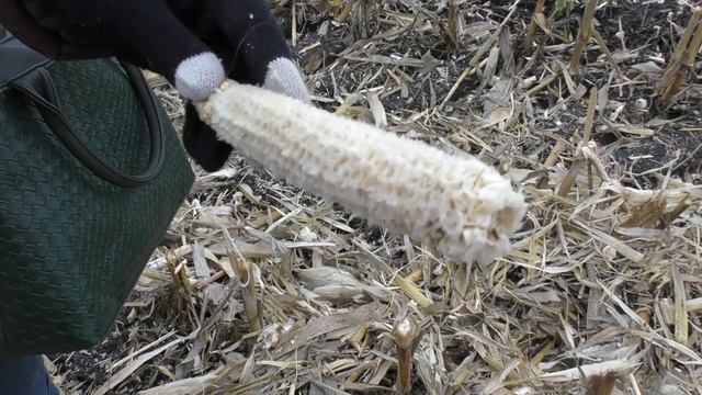 Уборка кукурузы в КФХ Дементьев А.И. (26.10.2016) смотреть онлайн
