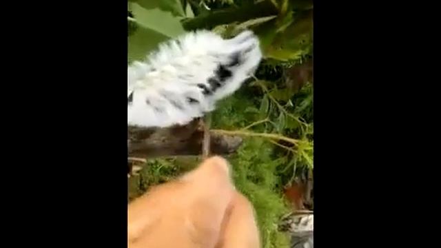 Agarrando peligrosa "Oruga peluche" en la selva peruana смотреть онлайн