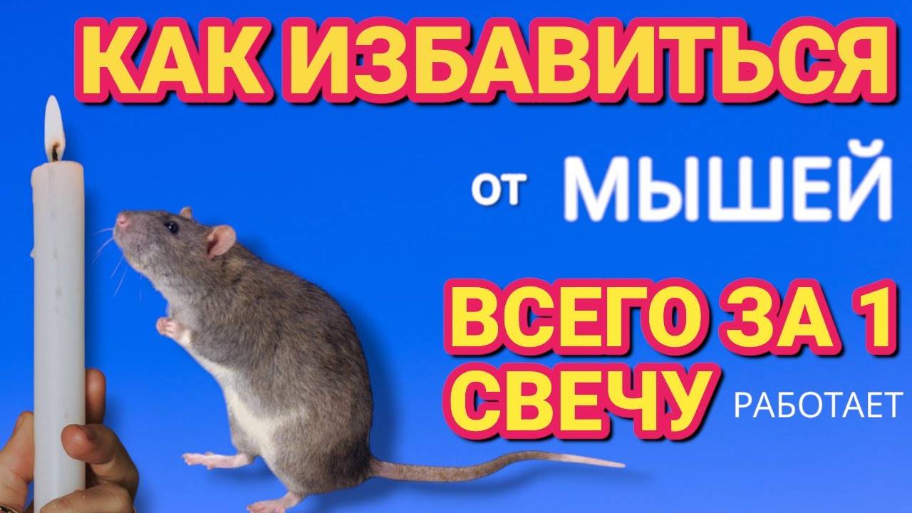 🚫 Забудьте о мышеловках! Как 1 свеча может очистить дом от грызунов