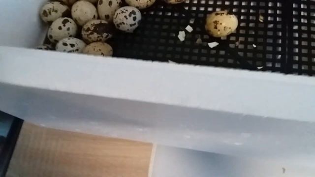 Первая инкубация перепелов в инкубаторе "Несушка" смотреть онлайн