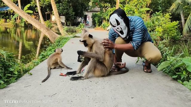 📹 Длиннохвостая обезьяна смотреть онлайн