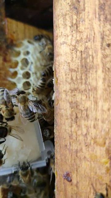 матку не приняли пчелы . отводок 2021  #shorts смотреть онлайн