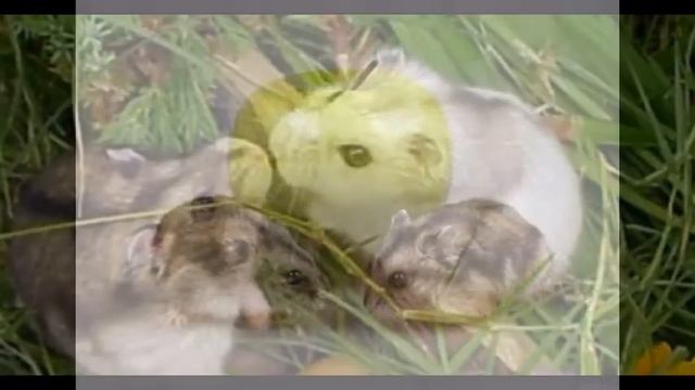 джугарские хомячки смотреть онлайн