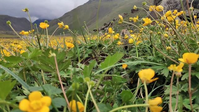 Бросил изувеченную невесту перед свадьбой, но спустя время встретил и поверил 0 смотреть онлайн