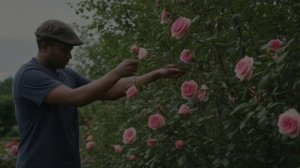 Как подготовить розы к укрытию на зиму - Советы для цветника