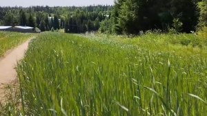 Лето Удмуртия Россия