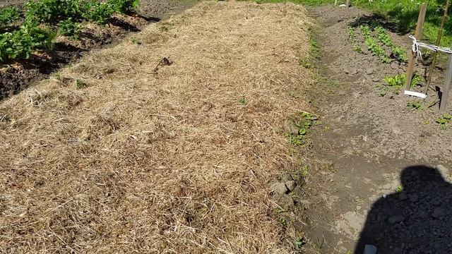 Выращивание картофеля под сеном. Часть 2. смотреть онлайн