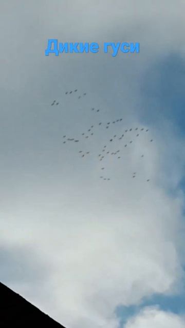 Дикие гуси летят через село Верчаны!