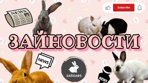 Еженедельные Зайновости - самые милые кроличьи новости
