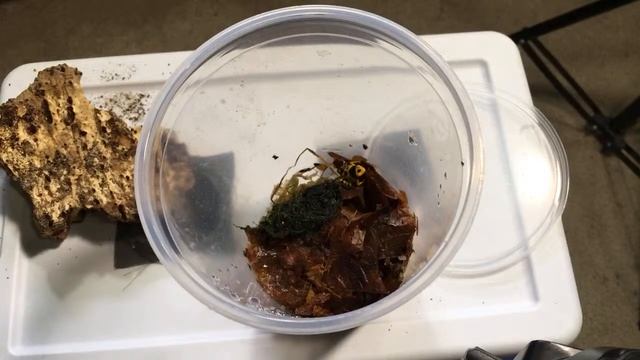 Porcellio magnificus and More смотреть онлайн