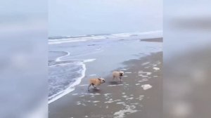 Смешные видео С ЖИВОТНЫМИ 😊 Самые смешные КОШКИ😺 и СОБАКИ🐶