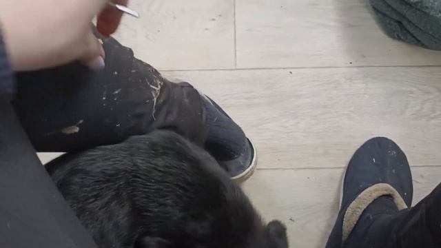 ВЛОГ : ПРОДОЛЖАЕМ НАВОДИТЬ ПОРЯДОК / У ПАШИ ТЕМПЕРАТУРА /ОБЗОР КУРЯТНИКА И САРАЯ смотреть онлайн