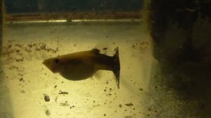 Видео про новые рыбы гуппи большие плавают в аквариуме, 06.11.2020 год