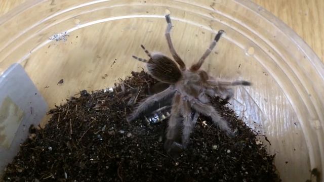 Chilean Rose Hair Tarantula Feeding (Blaptica Dubia Roach) смотреть онлайн