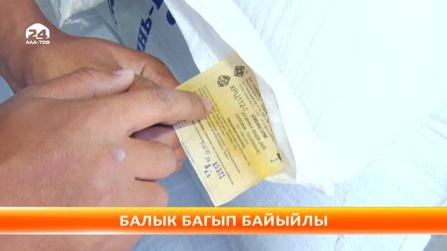 Кыргызстан “Тянь-Шань форели” менен дүйнөгө таанылса болот смотреть онлайн