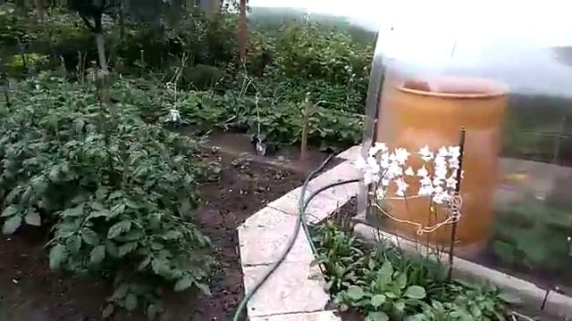 Дрозды атакуют