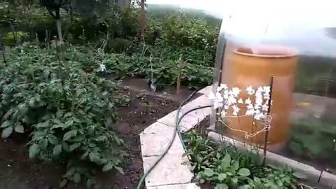 Дрозды атакуют