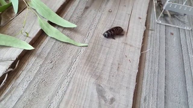 Do Scorpions glow in the dark? смотреть онлайн