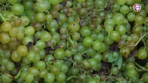 В Севастополе начался сезон уборки винограда