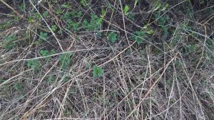 Пронское водохранилище. Отдых с палаткой. Продолжение