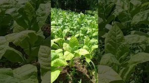 берли Краснодар вторая ломка