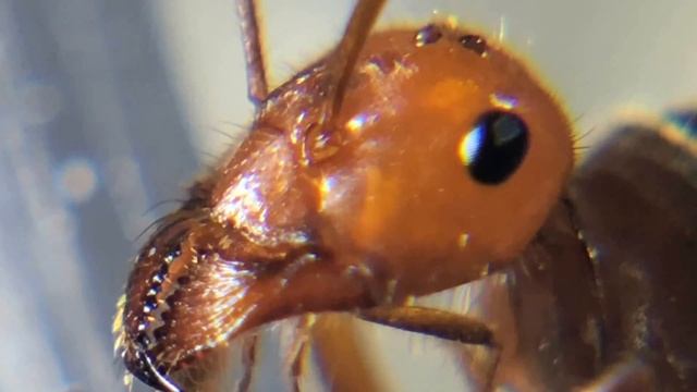 How's it Hangin? Myrmecocystus from Lancaster, March 2018 смотреть онлайн