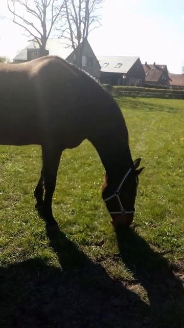 Милые лошадки #Shorts смотреть онлайн