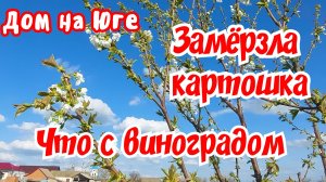 Дом на Юге. Замёрзла картошка. Что с виноградом.