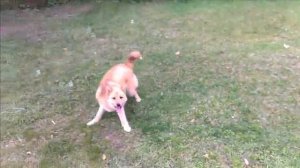 Training for Dreamflash 2016