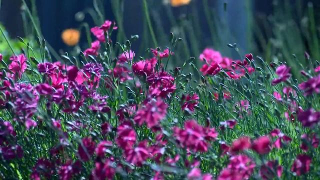 Мое измененное видео смотреть онлайн