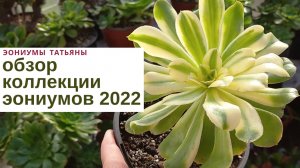 №169 Обзор коллекции эониумов - 2022