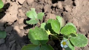 Клубника ФРИГО. Первый урожай) Agro Market