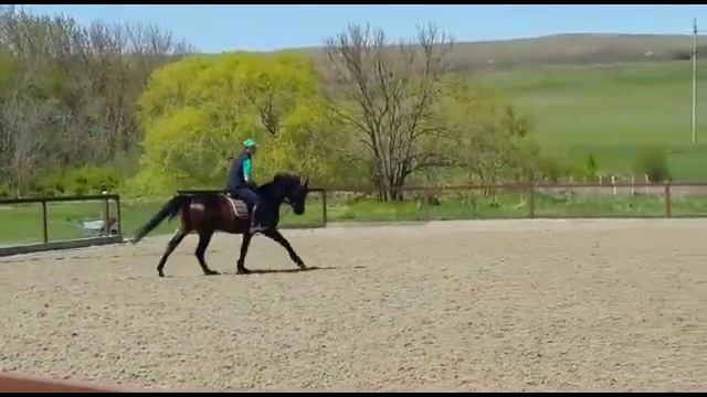 Зюйд-Фан под седлом + прыжки смотреть онлайн