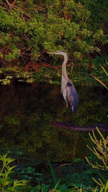 A Great Blue Heron in the wetland. #bird #florida #nature #floridawildlife #greatblueheron смотреть онлайн