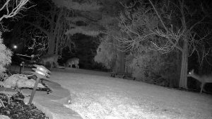 Олени в огороде