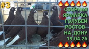 🔥🔥🔥 Сборная ярмарка голубей в Ростове на Дону. Птичий рынок 19.04.25. Часть 3. Pigeons Fair.
