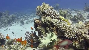 AQABA 2014 my best  diving vacation