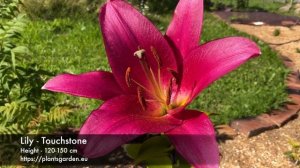 Lily - Touchstone 4K